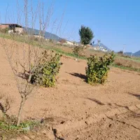 فروش زمین درییلاق خوش آب وهوای دودانگه علی آباد|فروش زمین و ملک کلنگی|فریم, |دیوار