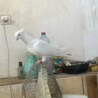کبوتر سفید اراکی