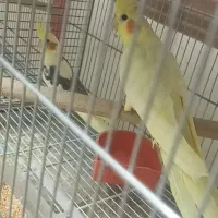 جفت عروس هلندی دوکت
