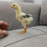 جوجه لاری|حیوانات مزرعه|سیمین شهر, |دیوار