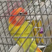 طوطی برزیلی(توضیحات مهم)