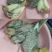 جوجه عروس هلندی سرلاکی