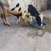 یک عددگاو وگوساله سیمینتال|حیوانات مزرعه|سنقر, |دیوار