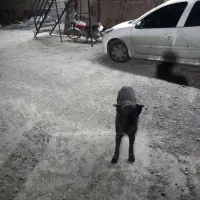 سگ گرگی|سگ|بهارستان, |دیوار