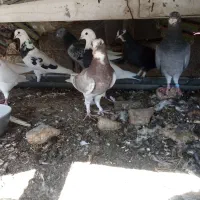 کبوتر فروشی کوار|پرنده|کوار, |دیوار