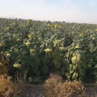 فروش تاپاله آفتابگردان