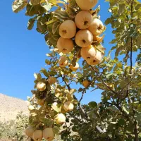 فروش 10تن به بصورت عمده