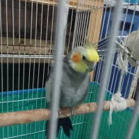 عروس هلندی نر