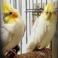 یک جفت عروس هلندی مولد|پرنده|مهاباد (آذربایجان غربی), |دیوار