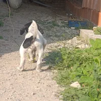 پوینتر انگلیسی ماده خوش رنگ