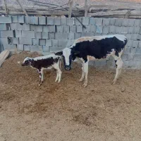 گوساله با گاو|حیوانات مزرعه|ابرکوه, |دیوار