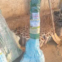 تولید نهال گلابی شاه میوه|خدمات باغبانی و درختکاری|فریدونشهر, |دیوار