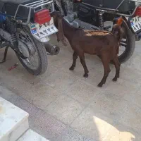 فروش بزه ابستن|حیوانات مزرعه|بندر کنگان, |دیوار