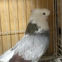 کبوتر نوک قنار با اصل و نصب|پرنده|علیآباد کتول, |دیوار