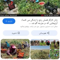 سرکارگر مزرعه