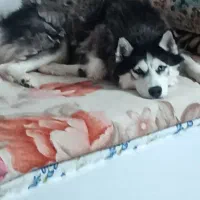 سگ هاسکی|سگ|خرم‌آباد, |دیوار