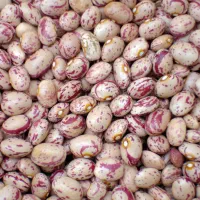 لوبیا