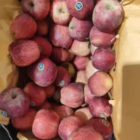 سیب قرمز تناژ نامحدود|عمده‌فروشی|مهاباد (آذربایجان غربی), |دیوار