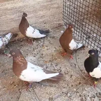 کفتر رنگه درشت|پرنده|فردوس (خراسان), |دیوار