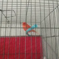 قناری‌قرمز