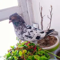 چهار عدد سینه سار زرد  میزون|پرنده|مشهد, شهید آوینی|دیوار