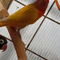 کوتوله|پرنده|شیراز, پشم شیشه|دیوار