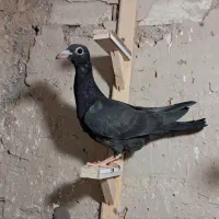 جوجه سار کاکلی و جوجه زاغ پلاکی و جوجه کرواتی|پرنده|مشهد, موسوی قوچانی|دیوار