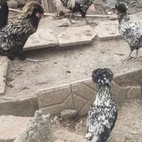تخم نطفه دار پولند سیلور ،گلد و کوشین بوف
