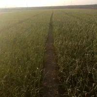 تخم یونجه رنج درجه یک سلطون آباد