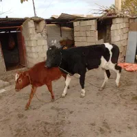 گوساله سرحال خوب  دورگه