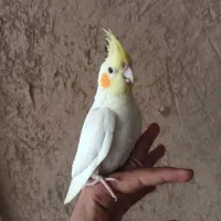 جوجه رام فروش فوری