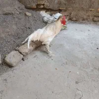 خروس سلطان