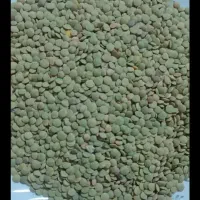 عدس امسال درجه یک بوجاری شده