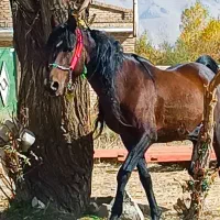 اسب نر|اسب و تجهیزات اسبسواری|سیلوانه, |دیوار