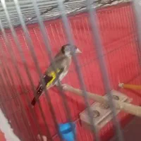 سهره ماده جوجه قفس|پرنده|قصرشیرین, |دیوار