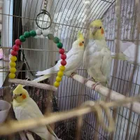 عروس هلندی لوتینو