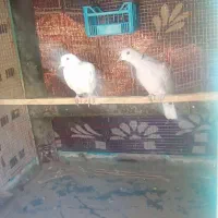 کپوت|پرنده|جالق, |دیوار