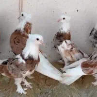 کبوتر هما|پرنده|کبودرآهنگ, |دیوار