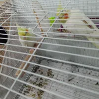 جفت مولد روی تخم و عروس دستی|پرنده|مشهد, شهید علی محمدی|دیوار