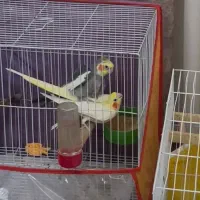 جفت عروس مولد و کارداده