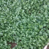 سبزی خوراکی