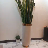 گل سانسوریاابلق