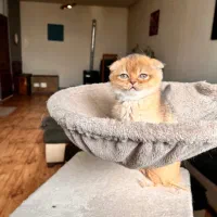 گربه اسکاتیش شورت‌هِیر NY25 .سلطانی خوش‌رنگ و اصیل