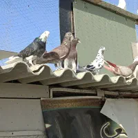 کبوتر پرشی|پرنده|صباشهر, |دیوار