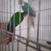 کوتوله مولدباجوجه .گریچیک مولدآماده|پرنده|آران و بیدگل, |دیوار