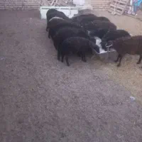 بره ماده جفتی ۶۰کیلو فروشی