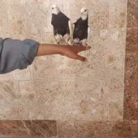 کبوتر طوقی