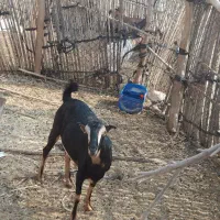 دوعددکهره ماده بایکی نر|حیوانات مزرعه|رویدر, |دیوار