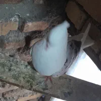 گرده ای|پرنده|دورود, |دیوار