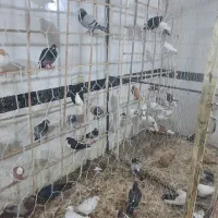 بار جدید رسید  کفتر بوم  رسول